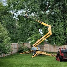 How Our Tree Care Process Works  in  Canutillo, TX