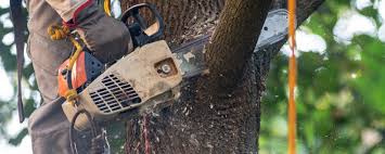 Lawn Pest Prevention in Canutillo, TX