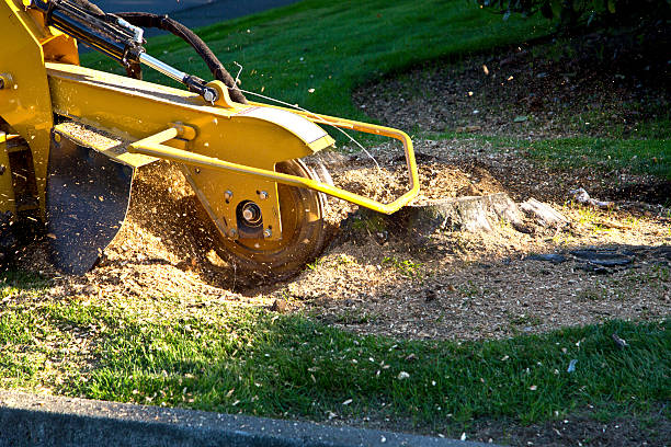 Trusted Canutillo, TX Tree Removal Experts