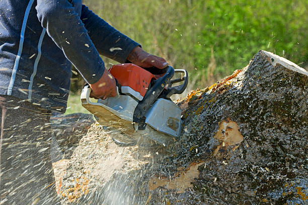 Best Lawn Pest Prevention  in Canutillo, TX